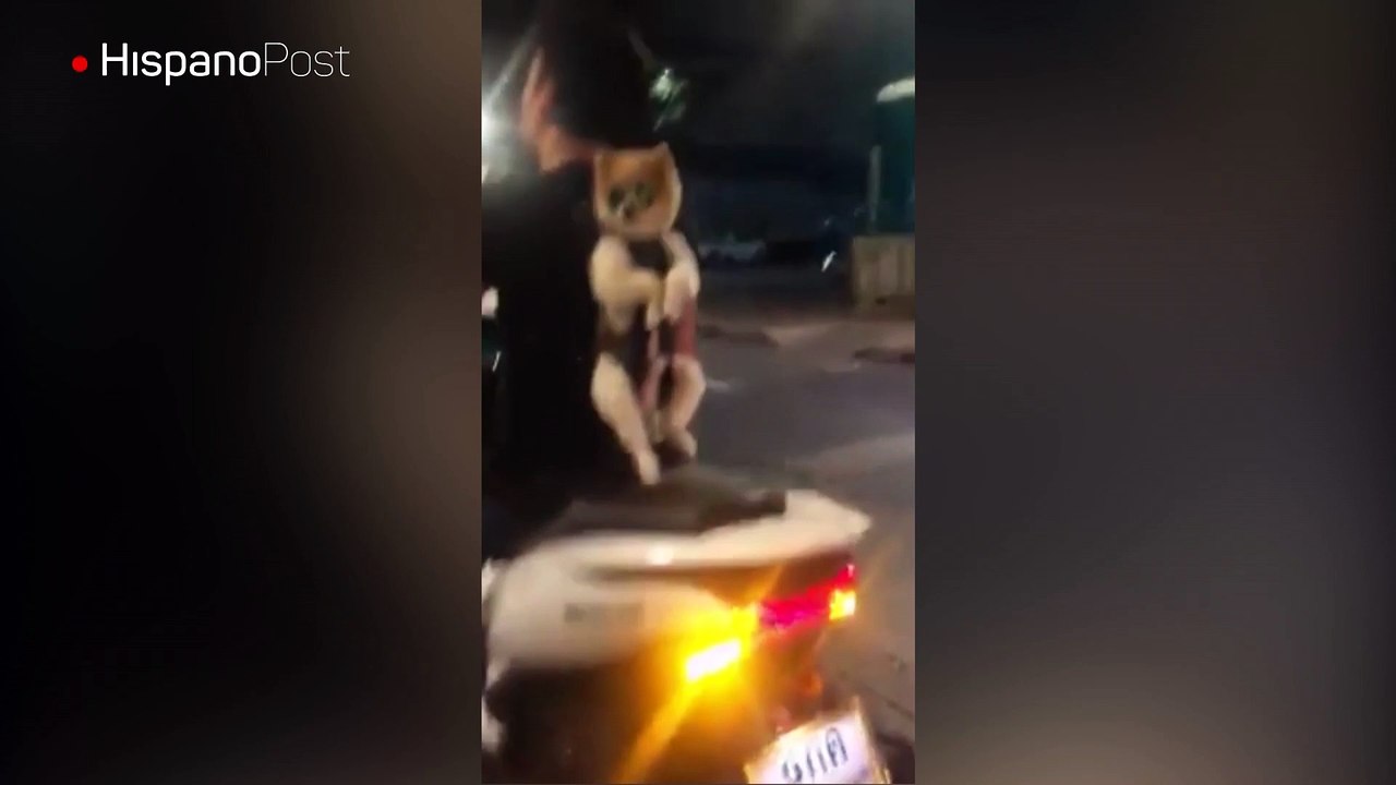 En Tailandia hay un perro que no sale a pasear...