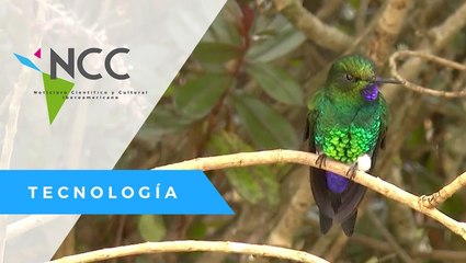 El santuario de colibríes más grande se encuentra en Bogotá