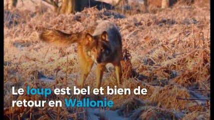 La Meuse-Luxembourg: un loup attaque un troupe de moutons à La Roche