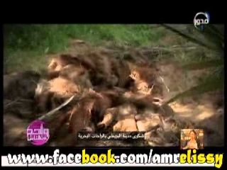 واحد من الناس شكوي مدينة البويطي بالواحات البحرية