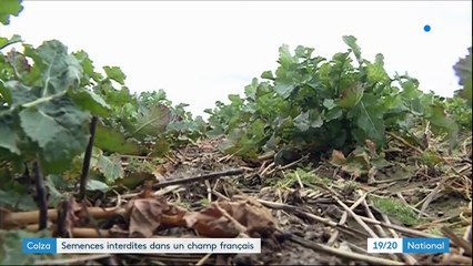 Colza : semences interdites dans un champ français