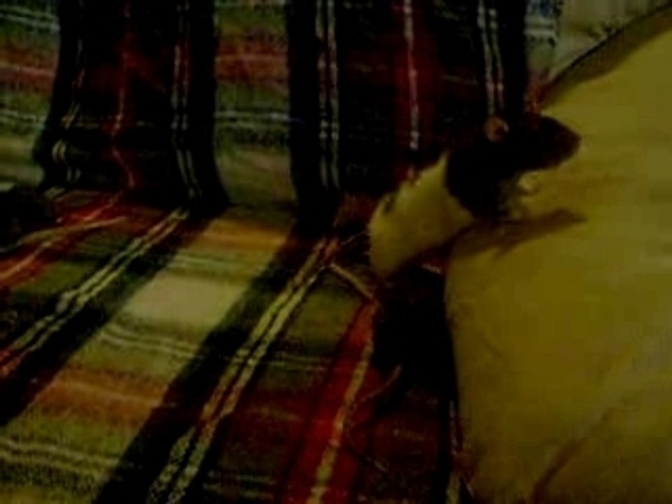 les bibous en sortie avec Ange et Louna