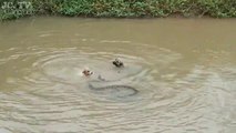 2 chiens s'amusent avec un énorme anaconda dans l'eau
