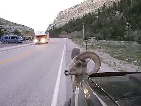 Ce bélier déteste les voitures... Coup de corne