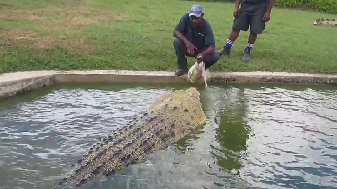 Il s'amuse à embrasser un énorme crocodile... Risqué