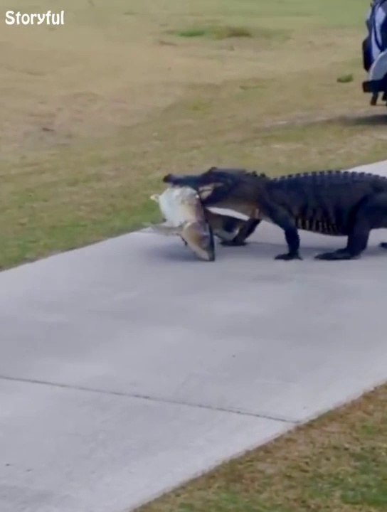 Cet alligator traverse un green de golf avec un poisson énorme entre les dents
