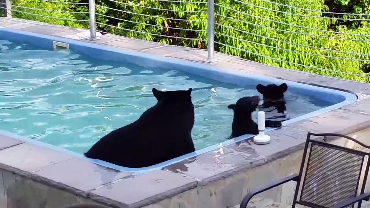 Il retrouve un maman ours et ses petits dans sa piscine