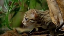 Nice and Funny Animals! ! - 21