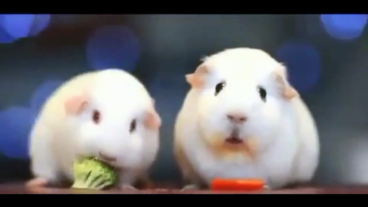 Funny and Cute Animals ! ! - 22