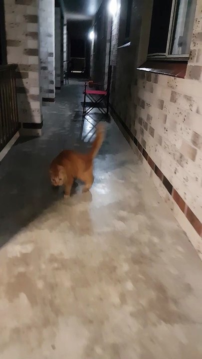Frog Saved From Curious Cat