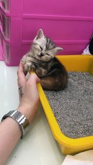 Cute Kitten Sleeps in a Strange Space