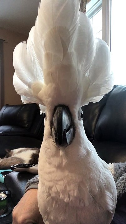 Barking Bird Makes Convincing Dog Noises