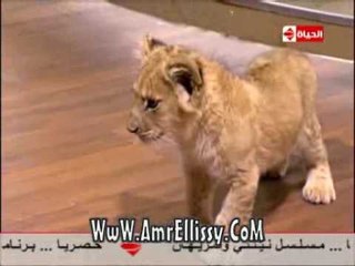 #بوضوح | لقاء مع أنوسة كوتة مدربة الأسود | مع د.عمرو الليثي