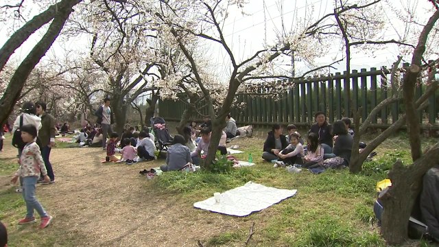 매화 가득한 남녘...꽃 나들이객 붐벼 / YTN