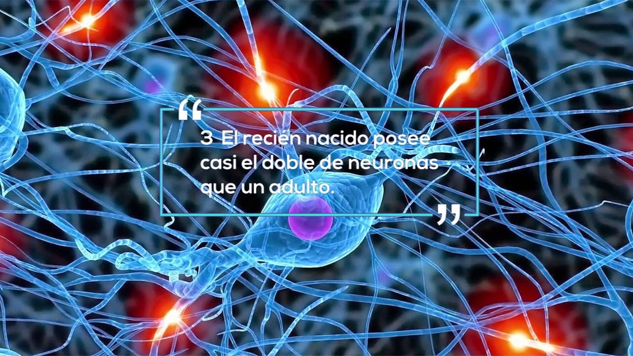 23 Sorprendentes Curiosidades sobre el Cerebro Humano