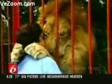 lion hugging and kissing a human