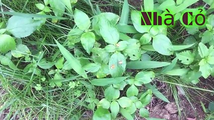 Audio đam mỹ: Dị Thế Lưu Đày: 135-137