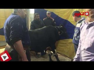 اتفرج | حورية فرغلي تبدأ «الحالة ج» بذبح عجل