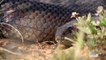 African serval Cat Attack King Cobra Snake ¦  Struggle For Survival In South Africa