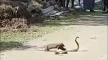 Mongoose Vs Cobra Snake Fight To The Death I Most Amazing Attack of Animals