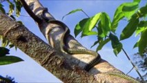 Real Flying Snake - How Does A Flying Snake Chrysopelea Paradisi Fly ؟ You Won't Believe Exist