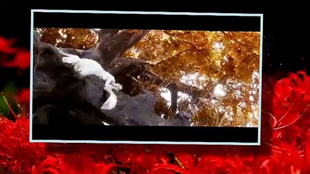 [Vietsub | Engsub] Hoàn Lệ | Return Tears  还泪 –  Lâm Bằng (Thiện Nữ U Hồn OST 新倩女幽魂)