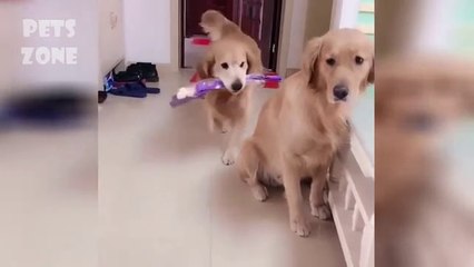 Cute Cats and Dogs 2019 ✪ Best Funny Pet Videos _1(480P)