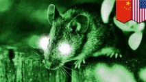 Tikus dapat melihat sinar infra merah setelah suntikan partikel nano - TomoNews