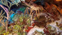 Cozumel Snorkeling - The Reefs of Cozumel