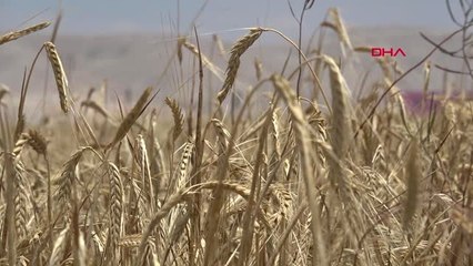 Konya Türkiye'de Buğday Ekim Alanı Azalmasına Rağmen, 21 Milyon Ton Rekolte Bekleniyor