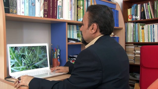 Yeni bir bitki türü keşfedildi