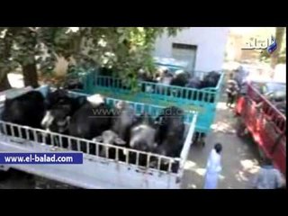 الأورمان توزع ماشية وأجهزة تعويضية ومساعدات لليتيمات بالأقصر