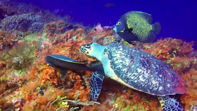 Cozumel Snorkeling - The Reefs of Cozumel