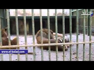 الخمول يصيب ملك الغابة "زغلول " بحديقة الحيوان بالفيوم .. والأطفال يقذفونه بالحجارة