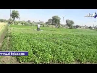 استمرار فعاليات موسم حصاد القمح بالوادي الجديد