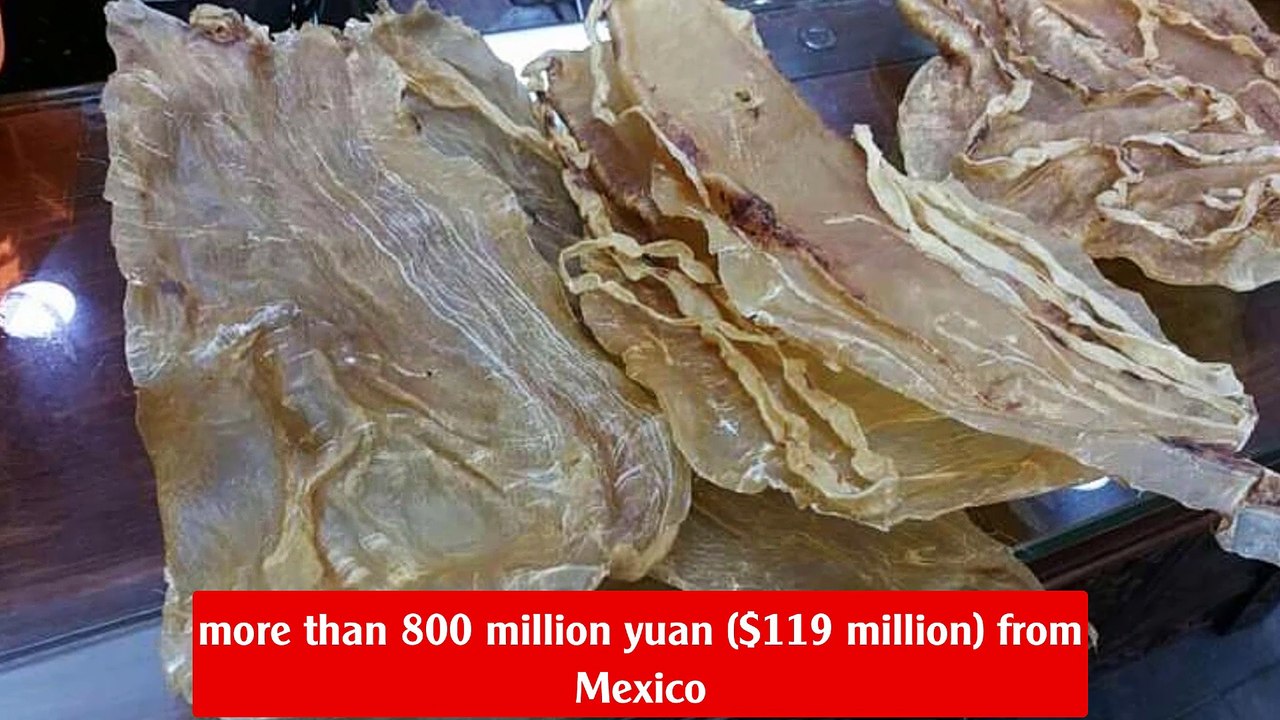 China prosecutes 11 people in $119 million totoaba fish bust