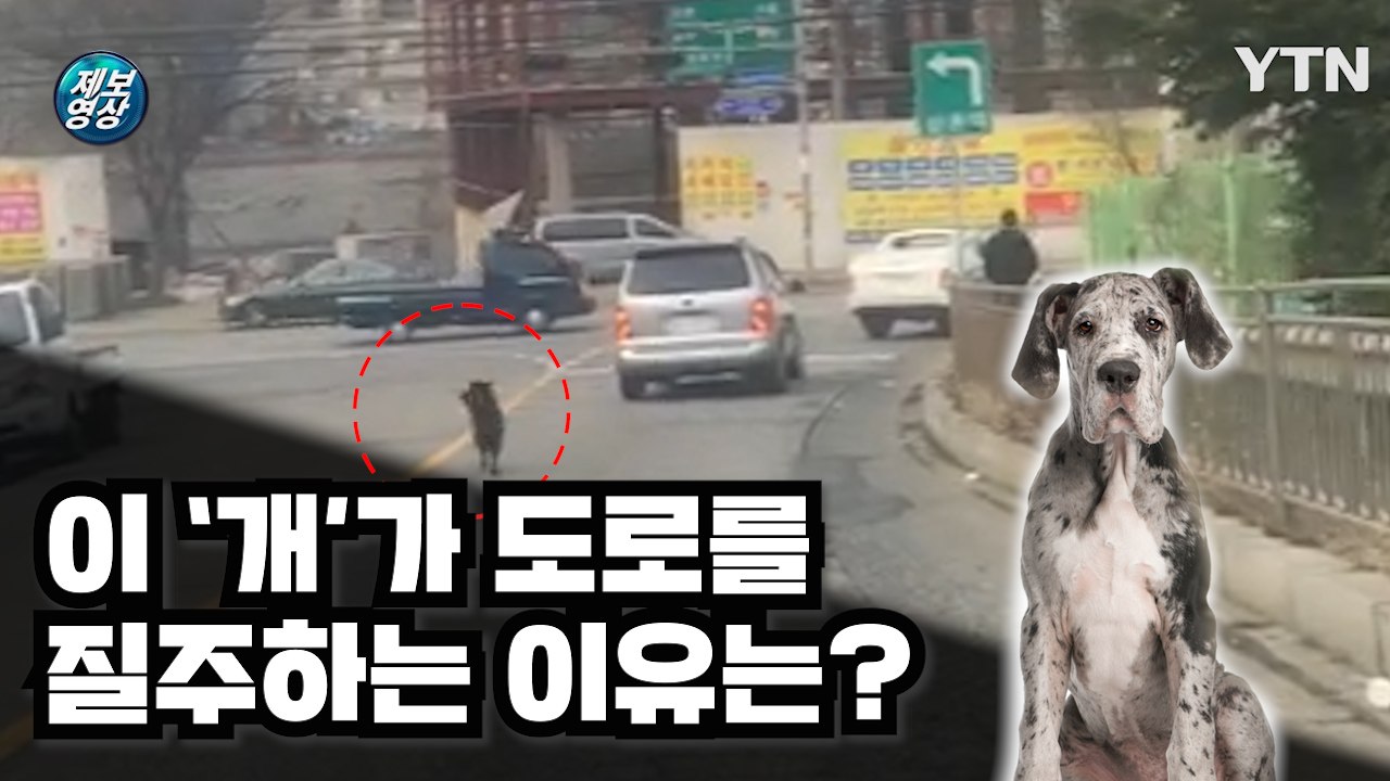 [제보영상] 도로를 질주하는 검정색 개…무슨 사연이? / YTN
