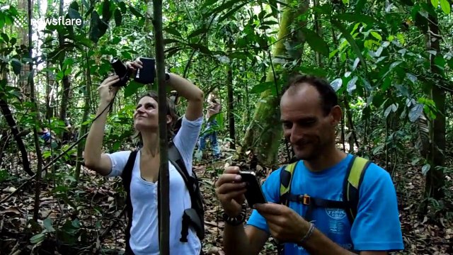 Trekkers have amazing encounter with endangered orangutans in Indonesia