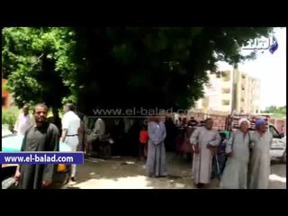 بدء توزيع 1000 رأس ماشية بالأقصر