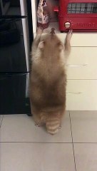 Greedy raccoon tries to steal his favourite biscuits in kitchen