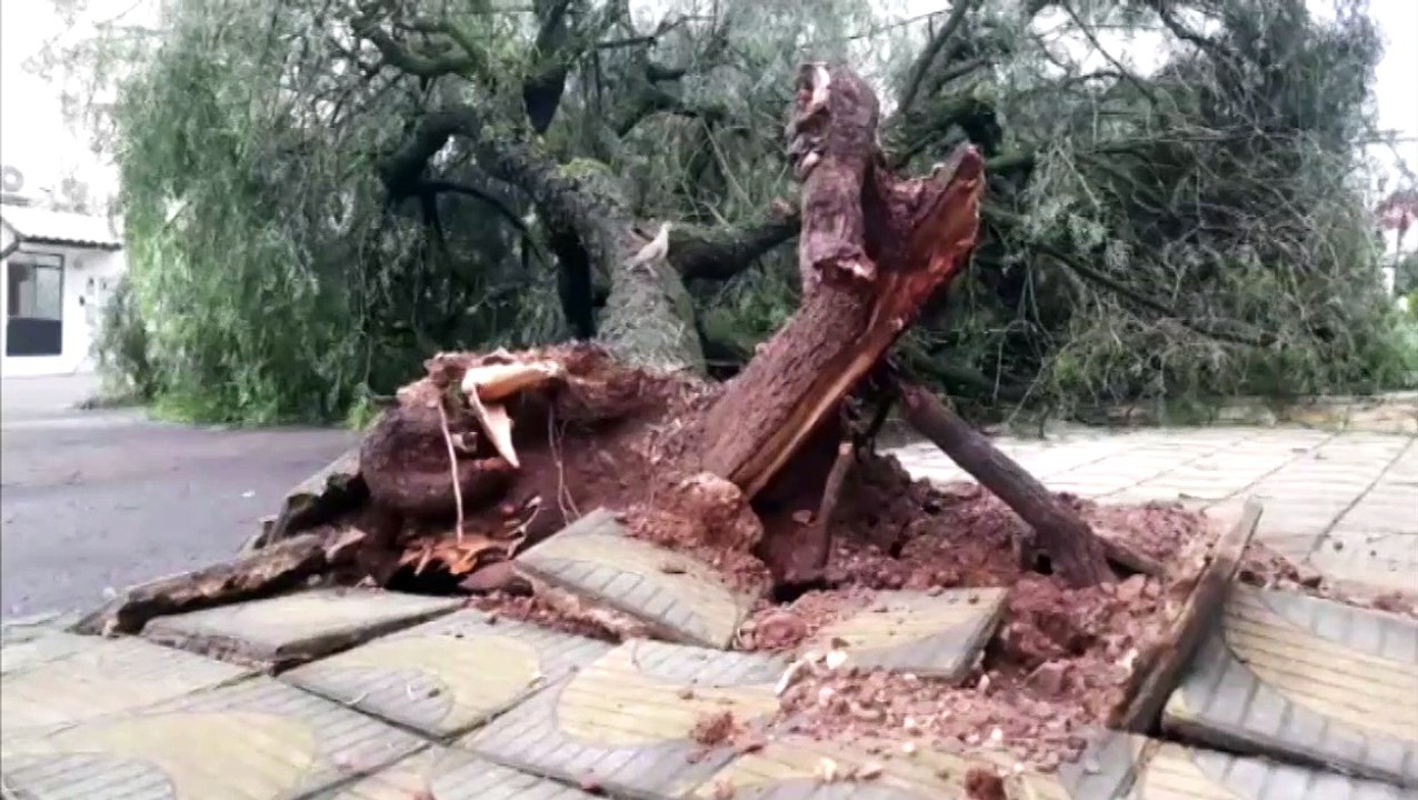 Árvore cai no Bairro Parque São Paulo