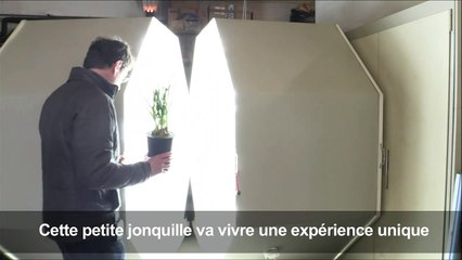"L'intelligence" des plantes décryptée par des chercheurs