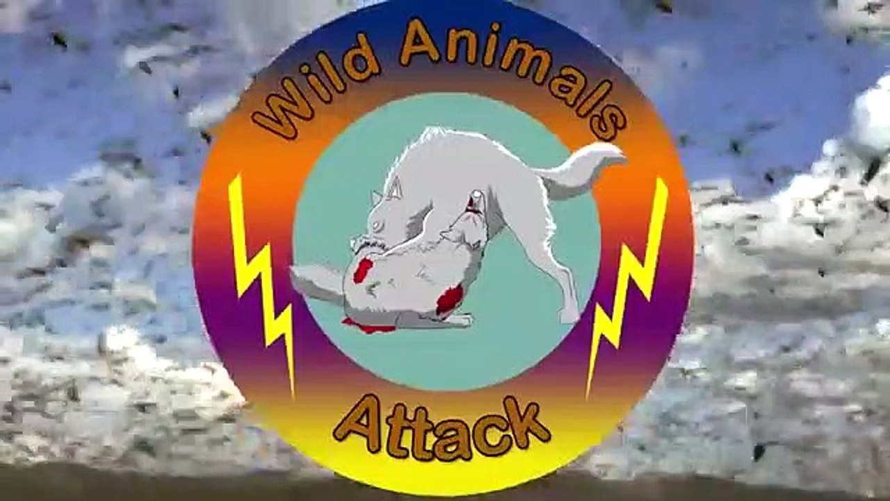 Salinder Attack the lion