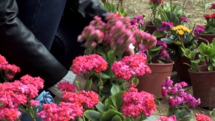 Gazzeli genç kız, çiçekleriyle işsizliğe direniyor - GAZZE