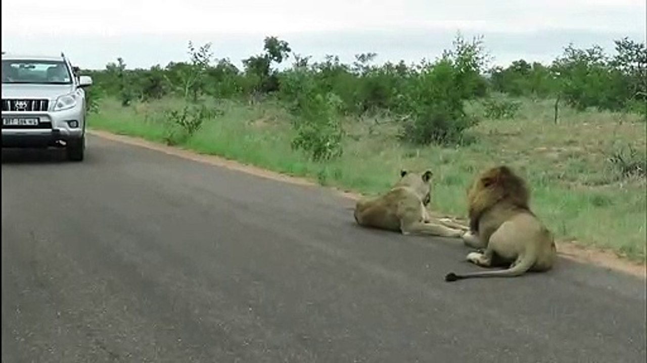 King of the road! Lion snarls menacingly at car that gets too close for comfort