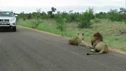 King of the road! Lion snarls menacingly at car that gets too close for comfort