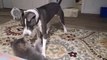Cat and Dog Wrestle Playfully