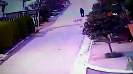 Avukatın köpeği darp ettiği iddiası