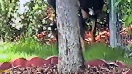 Dog Whisperer S03E01 Kobe, Banjo and Kisses