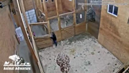 April the Giraffe | Jordan Patch Family visits the Stall